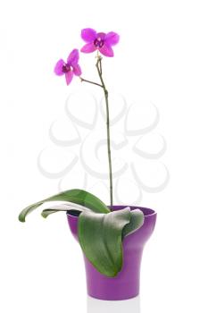 Blooming twig of fuchsia orchid in purple flower pot isolated on white background. Closeup. 