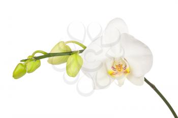Blooming twig of white orchid with bandler isolated on white background. Closeup. 
