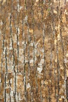 Nature oak bark for use as background. Closeup.