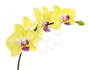 Blooming twig of yellow purple orchid, phalaenopsis isolated on white background.