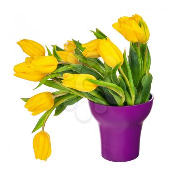 Yellow tulips in lilac vase isolated on white background. Closeup.