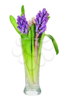 Bouquet from hyacinth flowers arrangement centerpiece isolated on white background. Closeup.
