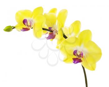 Blooming twig of yellow purple orchid, phalaenopsis isolated on white background.