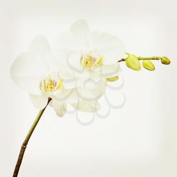 Three day old white orchid with retro filter effect. Closeup.