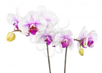 Blooming twig of white purple orchid isolated on white background. Closeup.