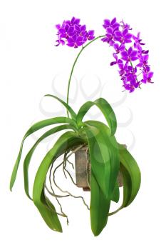 Blooming twig of purple orchid in flower pot isolated on white background. Closeup.