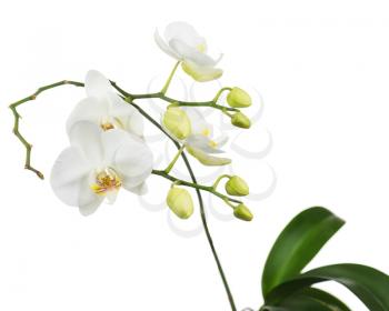 Beautiful orchid branch isolated on white background. Closeup.