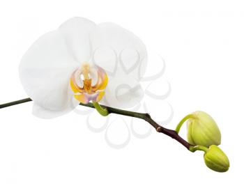 Beautiful orchid branch isolated on white background. Closeup.
