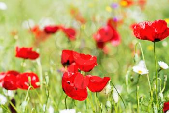 Field of bright red poppy flowers on spring meadow. Closeup.