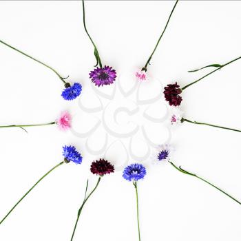 Pattern with petals of wildflowers on white background. Overhead view. Flat lay.