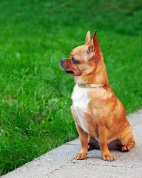 Red chihuahua dog sitting on green grass and looks into the distance.