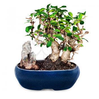 Miniature bonsai tree and stone in blue pot isolated on white background.