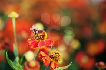 Macro shot of honey bee on red flower.