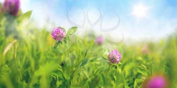 Wild Flowers of Clover in a Meadow in Nature in Rays of Summer Sunlight in the Spring Day. A Picturesque Colorful Artistic Illustration with a Selective Focus. Close Up or Macro Photo.