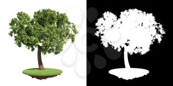 Green Tree on Green Grass Isolated on White Background with Detail Raster Mask.