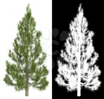 Fir-tree Isolated on White Background with Detail Raster Mask.