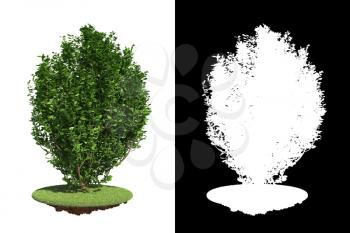 Green Bush on Green Grass on White Background with Detail Raster Mask.