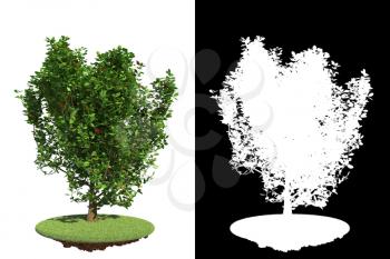 Green Shrub Isolated on White with Detail Raster Mask.
