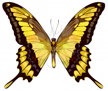 Isolated Yellow Butterfly VectorIllustration