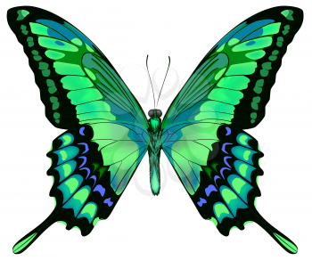 Vector illustration of beautiful blue green butterfly  isolated on white background 