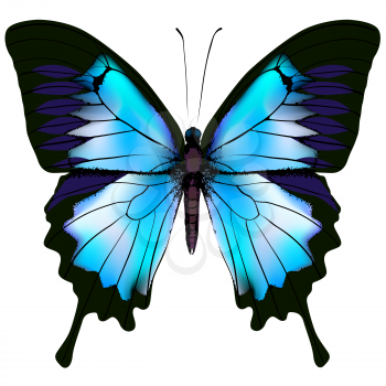 Butterfly vector illustration. Beautiful azure isolated butterfly