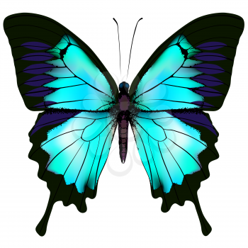 Butterfly. Vector illustration of blue azure white colorful butterfly. Beautiful butterfly isolated on white background