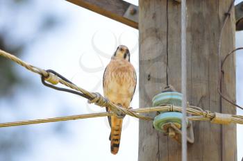 Royalty Free Photo of an American Kestrel (Falco Sparverius) Perched on Wires