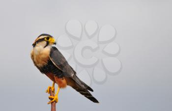Royalty Free Photo of a Falcon on a Post