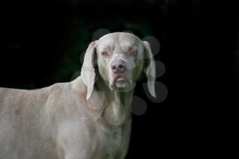 Royalty Free Photo of a Weimaraner