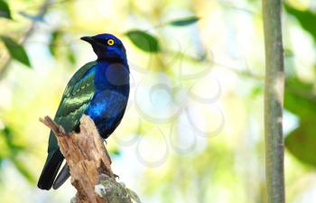 Royalty Free Photo of African Purple Glossy Starling (Lamprotornis Purpureus) on a Branch