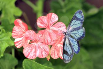 Royalty Free Photo of a Blue Butterfly on a Flower