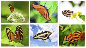 Royalty Free Photo of a Butterfly Collage