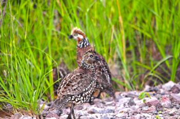 Group of Crested Bobwhite quail  ( Colinus cristatus) running into the safety of the bushes beside a dirt road