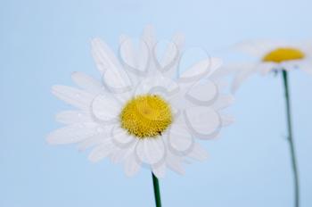 Two daisy flowers isolated on a light background