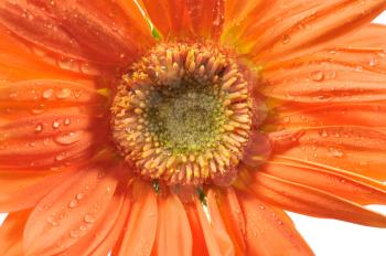 Macro shot of an orange daisy with rain drops isolated on white

