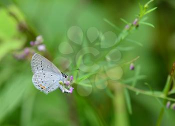Beautiful Eastern Tailed-blue (Everes comyntas) drinking nectar from a wild flower