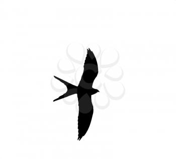 Swallow-tailed silhouette on white