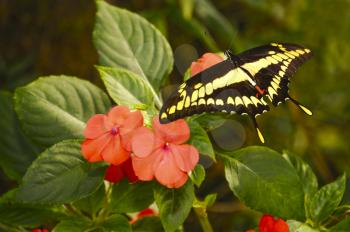 Beautiful giant swallow  tail Butterfly   perched on pink pansies