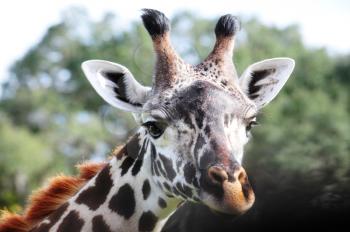 Macro shot of a giraffe's  head against a natural background