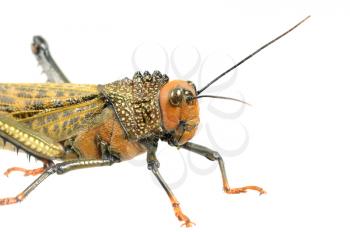 Macro shot of a locust isolated on a white background