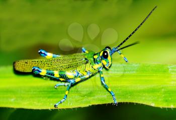Macro shot of a beautiful Locust resting on a grass leaf