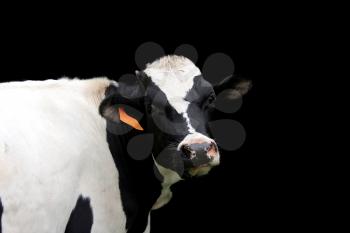A nice Holstein cow isolated on a black background