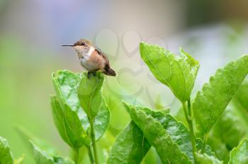 Small Scintillant Hummingbird (Selasphorus scintilla) female perched on a hibiscus leaf