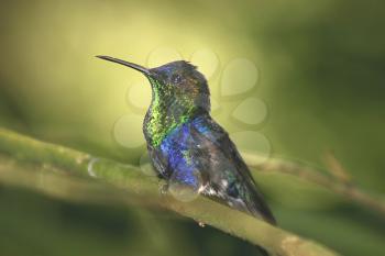Beautiful Crowned Woodnymph Hummingbird perched at a tree branch