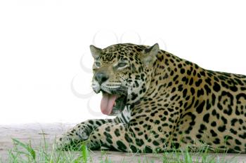 Huge jaguar laying down