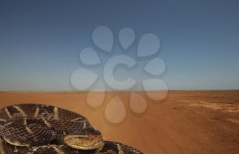 Snake on the side of a lonely desert road