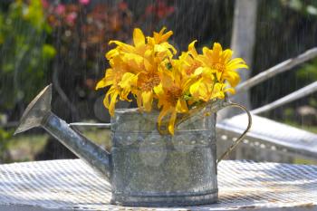 Small water can with yellow flowers under a light rain