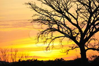 Beautiful sunset with tree silhouette