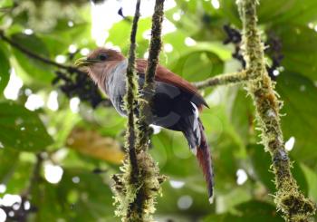 Beautiful Squirrel Cuckoo (Piaya cayana) perched on a tree branch in the rain forest of central Panama