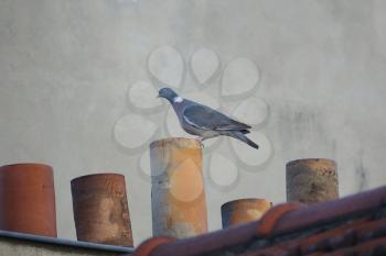 Wood Pigeon on top of roof chimneys in Paris, France in a cold winter morning.                             